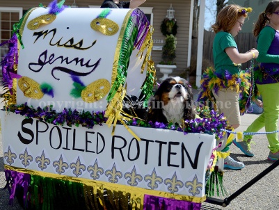 A dog rides in a decorated cart during the Krewe de Paws parade in Olde Towne Slidell on Saturday, February 22, 2014.